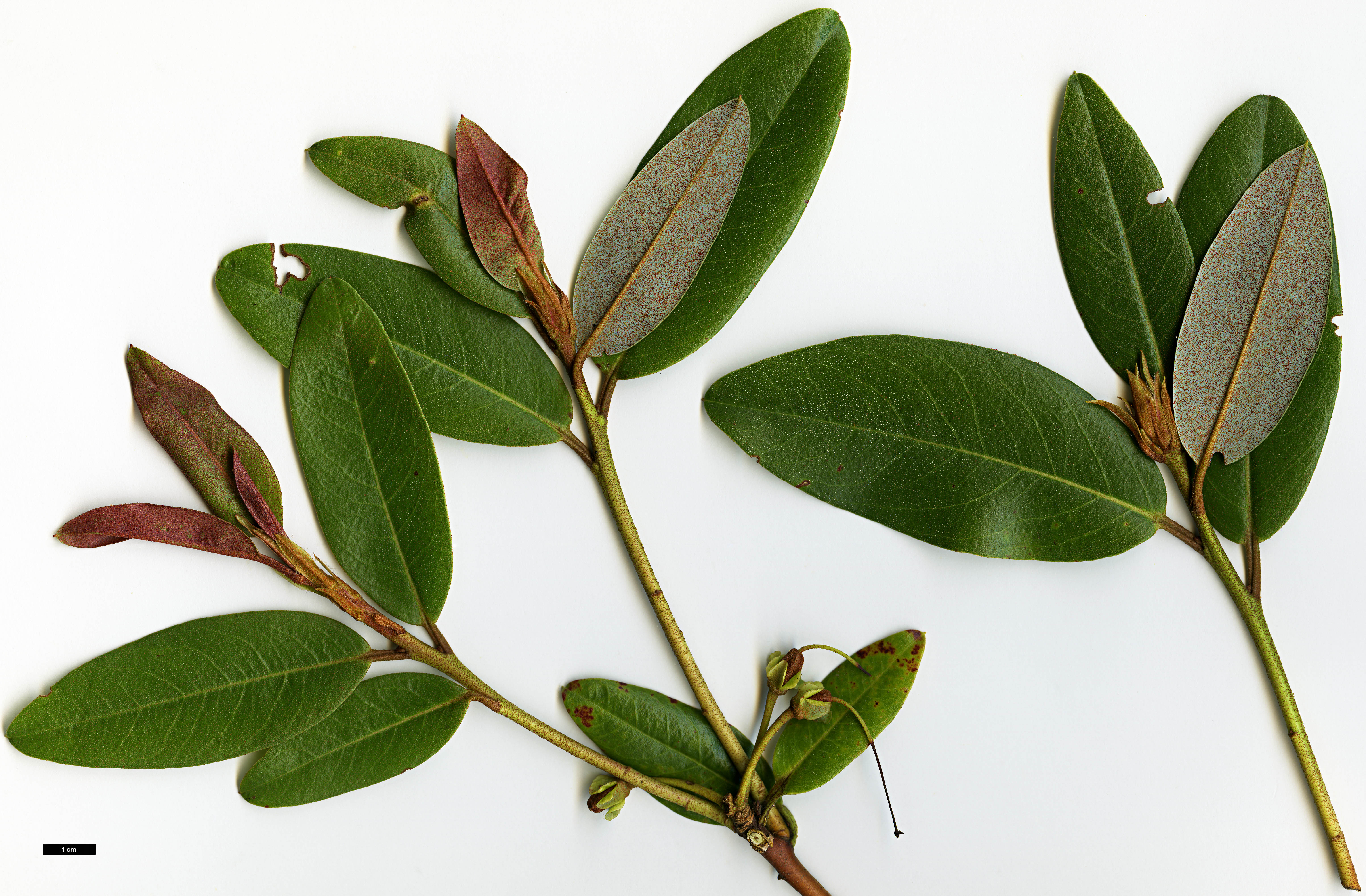 High resolution image: Family: Ericaceae - Genus: Rhododendron - Taxon: tephropeplum